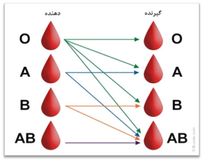 انواع گروههای خونی